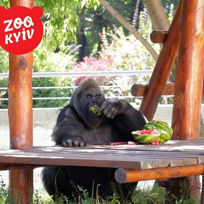 В Киевском зоопарке пройдет 