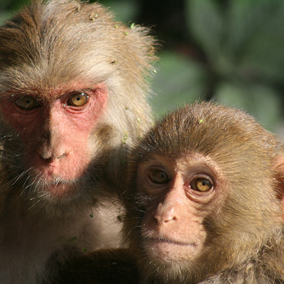 В Японии уничтожили полсотни обезьян из-за неправильных генов