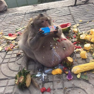 «Дядюшка жир»: в Таиланде ветеринары спасают обезьяну