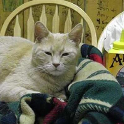 Кот, который был мэром городка на Аляске почти 20 лет умер (видео)