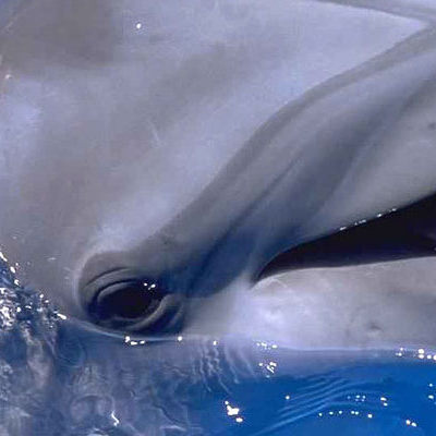 Под Севастополем начали массово гибнуть дельфины - СМИ