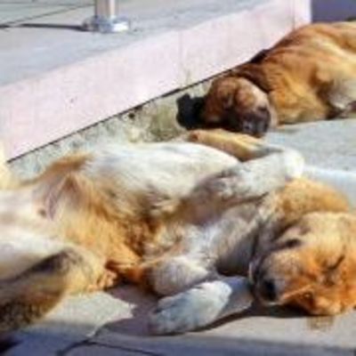 В Киеве увеличилось количество бездомных собак