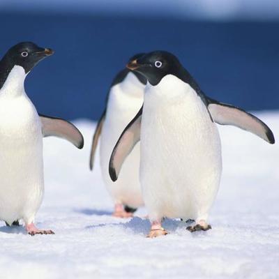 В Антарктике период размножения пингвинов обернулся катастрофой