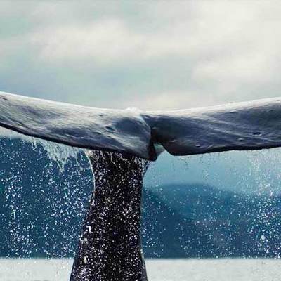 «Синие киты»: что пришло на смену смертельным квестам