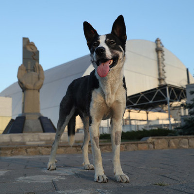 Бездомным собакам Чернобыля поможет американский «Фонд чистого будущего
