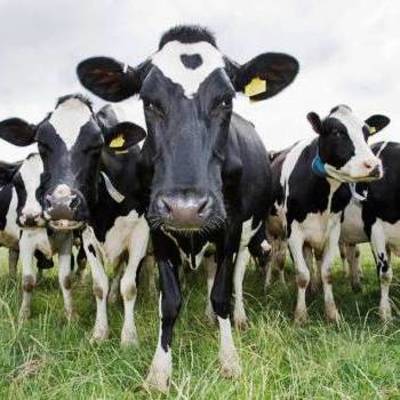 Украинские коровы сбежали в Беларусь
