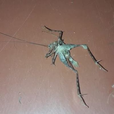 Киевлян атакуют странные насекомые