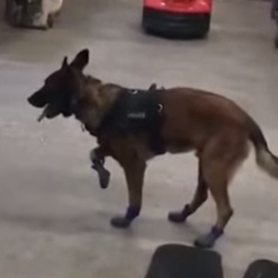 Правоохранители опубликовали видео о том, как полицейская собака знакомится с сапогами (видео)