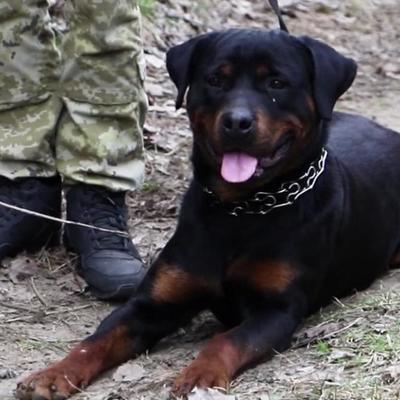 На границе с Польшей собака Ляшко задержала контрабандиста