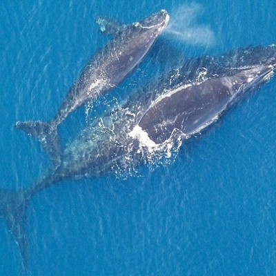 У побережья Канады нашли тела 6 мертвых китов