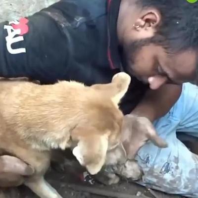 Собака унюхала своих щенят под завалами здания, спасатели вытащили их (видео)