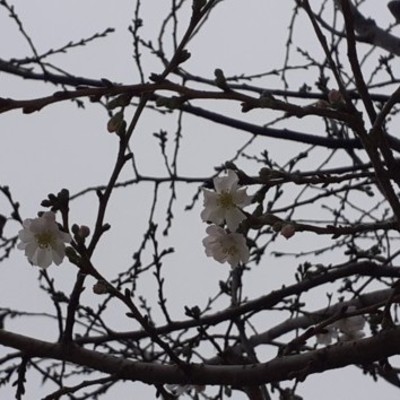 Аномальная зима: в двух местах в Киеве цветет сакура
