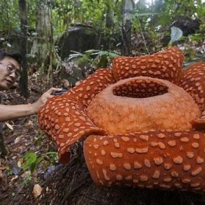 В джунглях Индонезии обнаружили самый большой цветок в мире