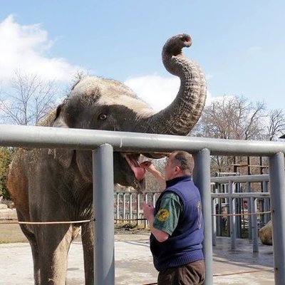 За слоном в Киевском зоопарке можно наблюдать онлайн