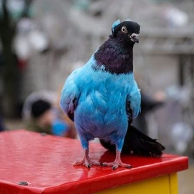 В Киеве запретили использовать животных для фото и видео